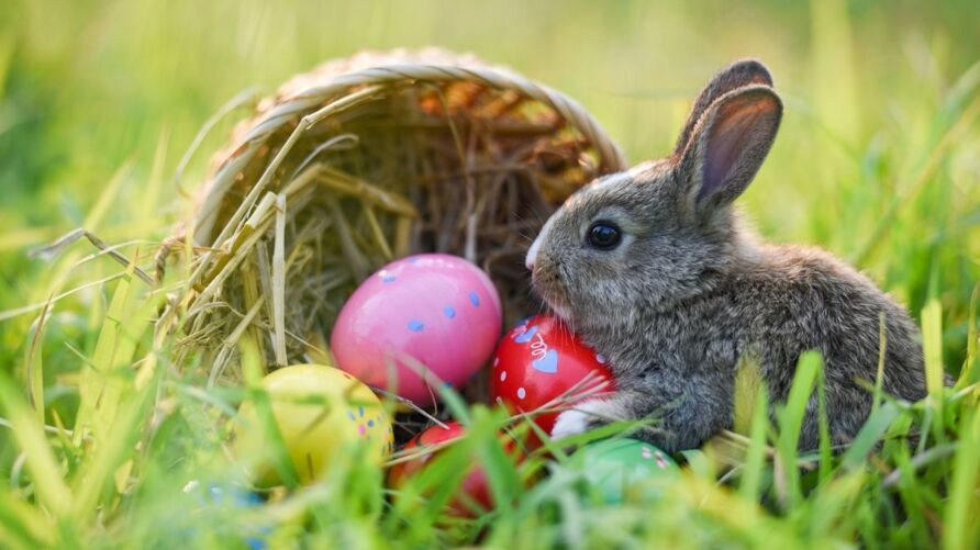 Ein junges Kaninchen auf einer Wiese neben einem umgekippten Körbchen mit Ostereiern. Ein Ei liegt zwischen Kopf und Pfoten des Kaninchens.