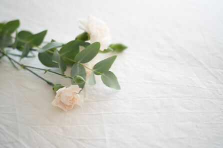 Ein Rosenzweig mit hellrosa Blüten auf einem weißen Laken